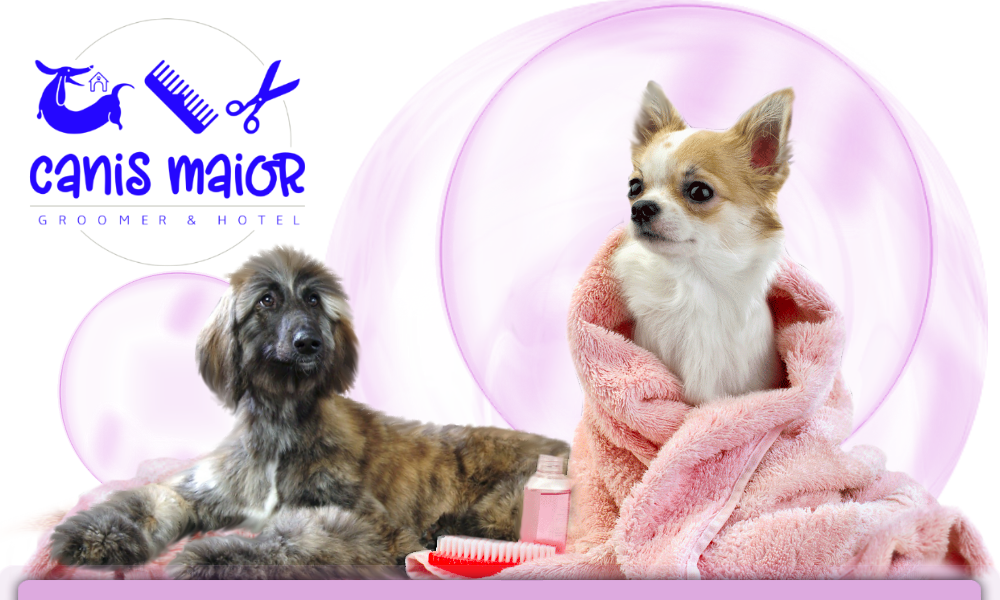Canis Maior Groomer i Pet Hotel